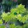 گزارش میزان بارندگی سیریز درچند روز اخیر