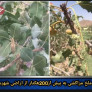 خسارت ملخ مراکشی به بیش از۲۰۰هکتار از اراضی شهرستان زرند